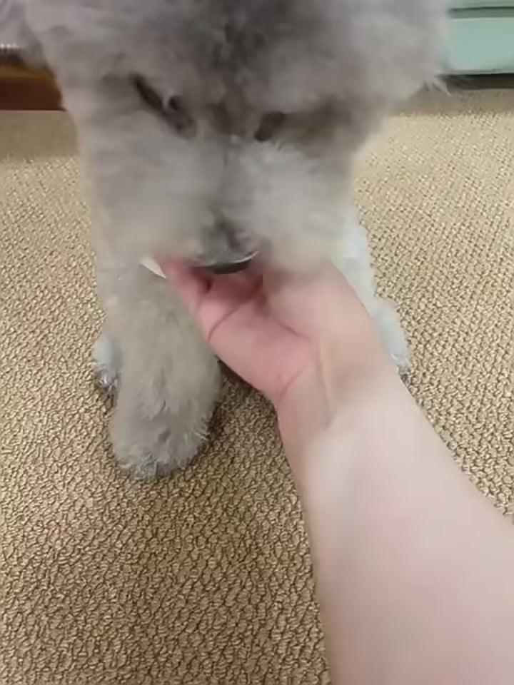Pelota Interactiva para PERROS Y GATOS